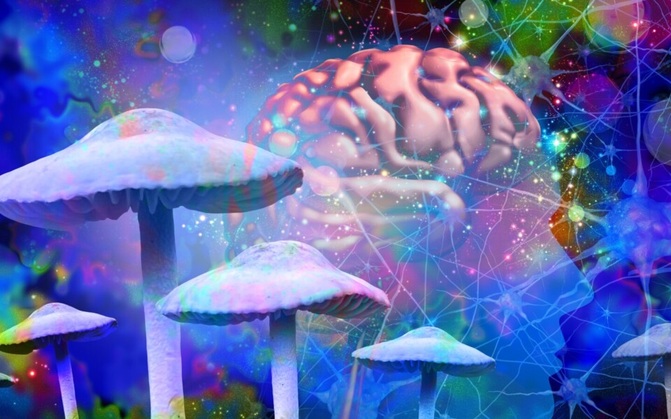 Psilocybin May Sharpen How the Brain Lives in the Moment