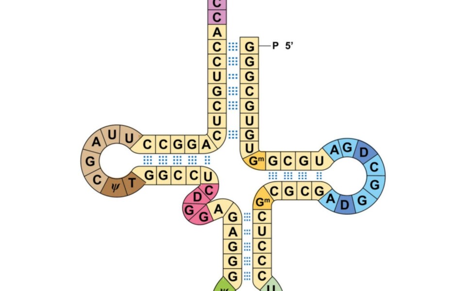 Scientists Run Two Genetic Codes at Once in Breakthrough