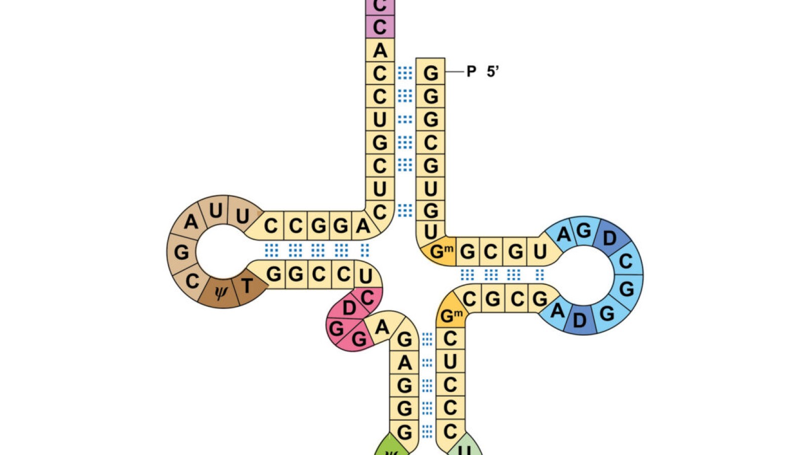 Scientists Run Two Genetic Codes at Once in Breakthrough