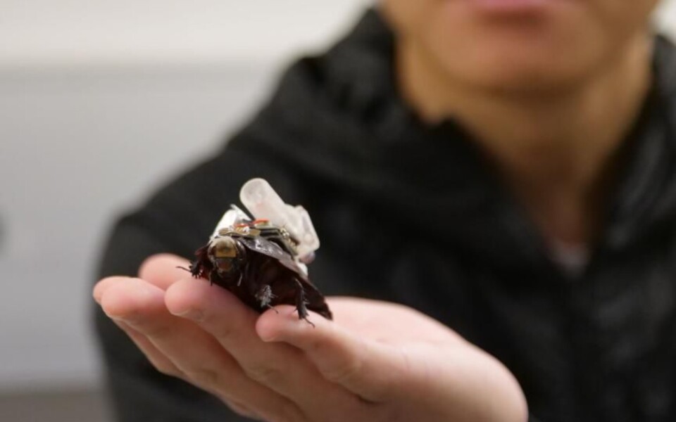 Cyborg Cockroaches Could Deliver First Aid in Disasters