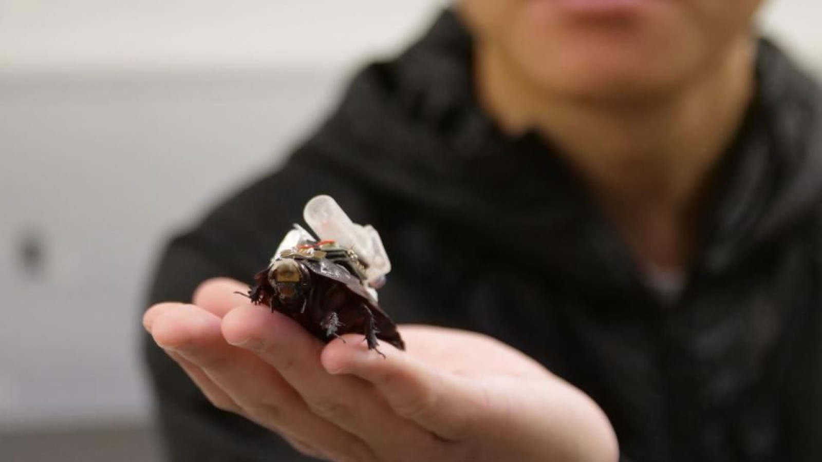 Cyborg Cockroaches Could Deliver First Aid in Disasters