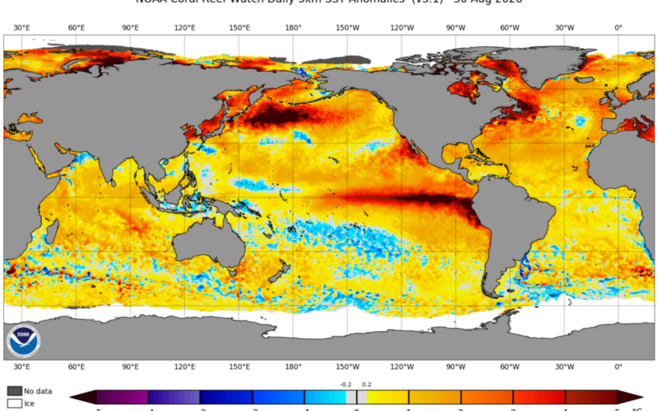El Niño Now Stronger Than Any Point in 1,000 Years, Corals Show