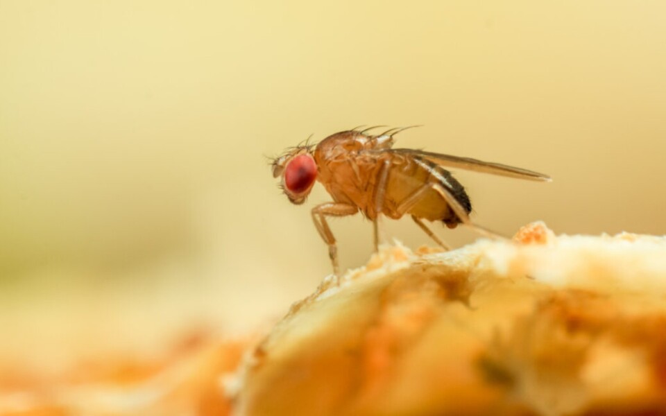 Spi-Fly Algorithm Gives Electronic Noses Lasting Scent Memory