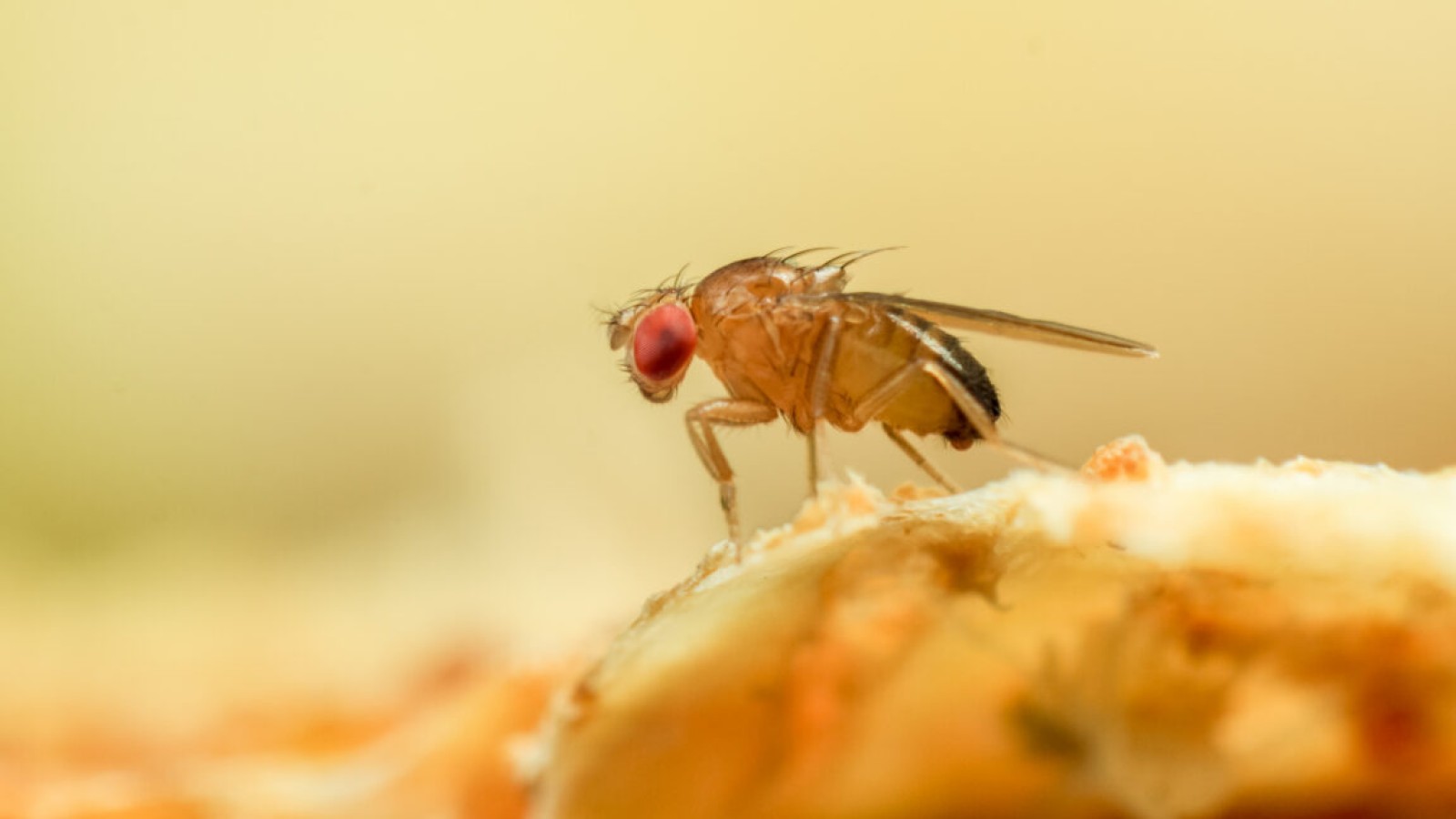 Spi-Fly Algorithm Gives Electronic Noses Lasting Scent Memory