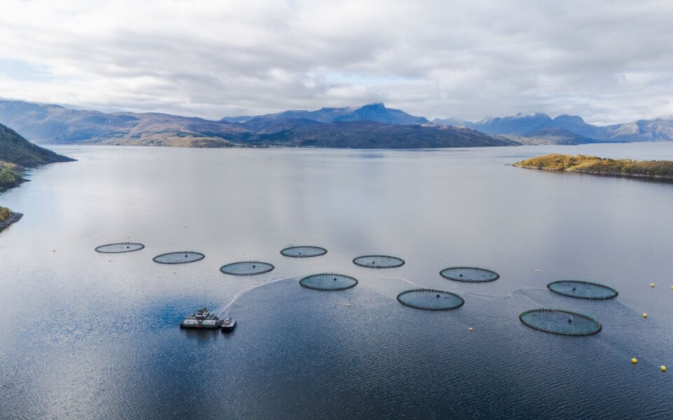 Farmed Salmon Omega-3 Levels Drop, USDA Study Finds
