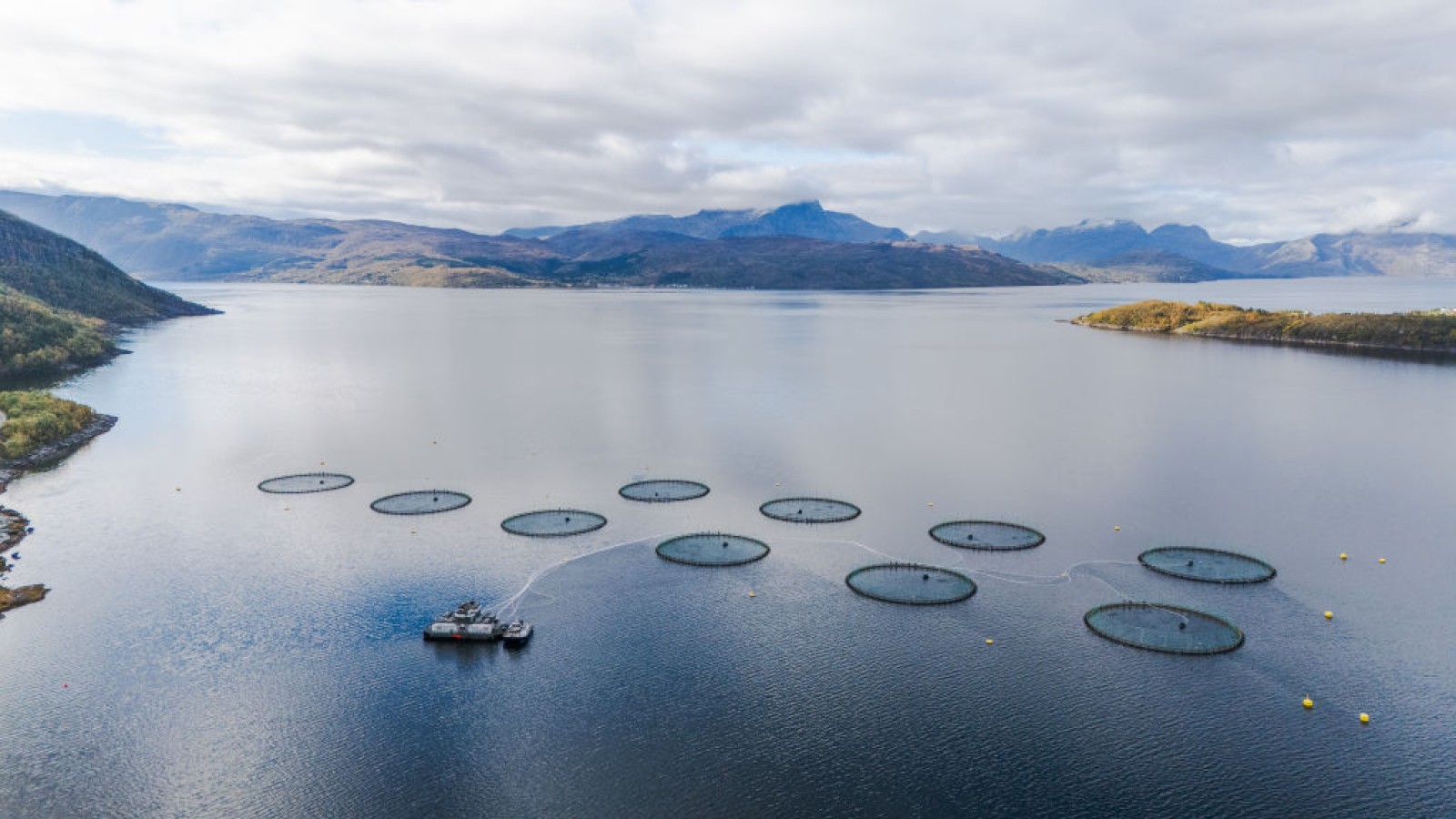 Farmed Salmon Omega-3 Levels Drop, USDA Study Finds