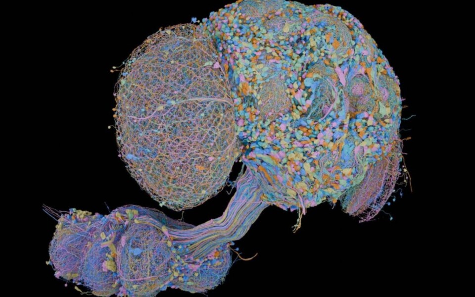 Male Fruit Fly Brain Fully Mapped by Janelia and Google