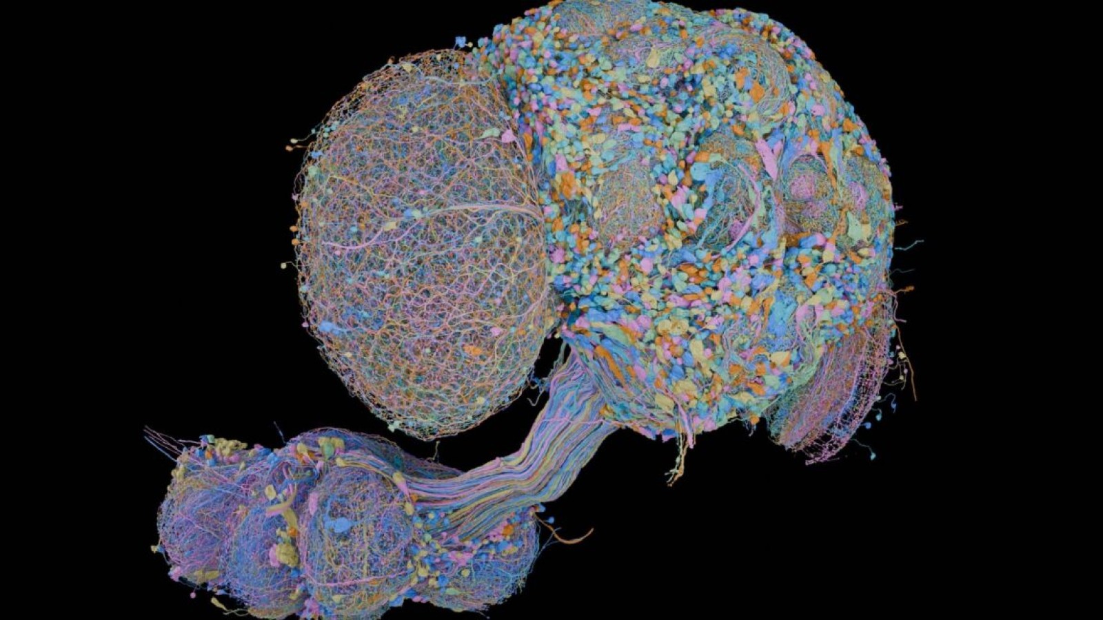 Male Fruit Fly Brain Fully Mapped by Janelia and Google - fruit fly connectome