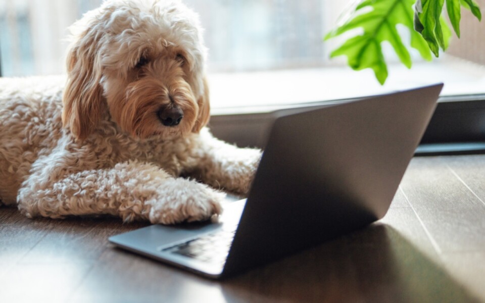 NYT Connections: Wednesday’s Dog Puzzle Trips Up Players