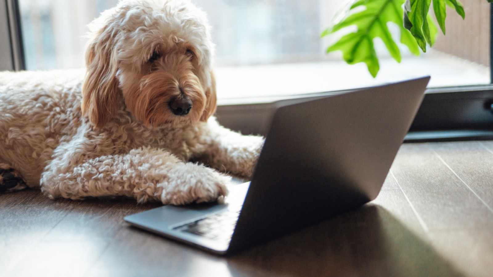 NYT Connections: Wednesday's Dog Puzzle Trips Up Players