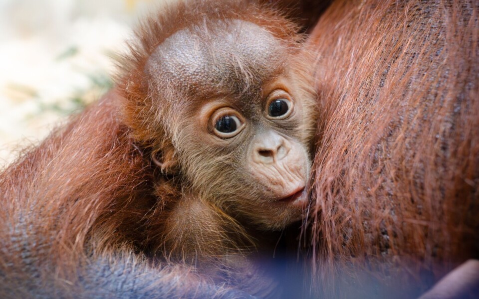 Orangutan Baby Boom: US Zoos Welcome Eight Rare Infants