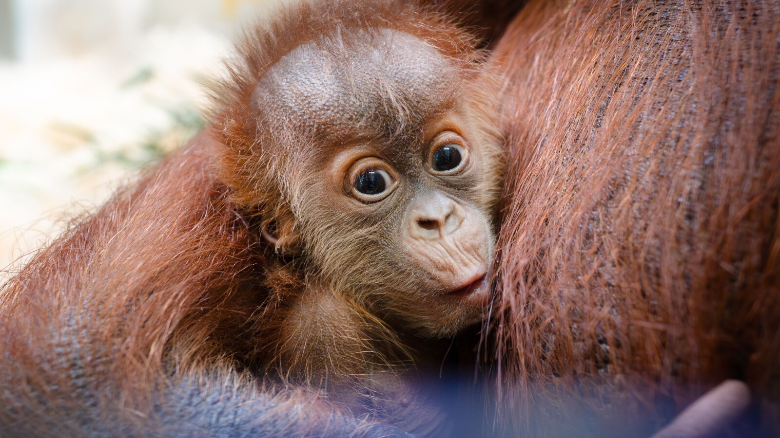 Orangutan Baby Boom: US Zoos Welcome Eight Rare Infants