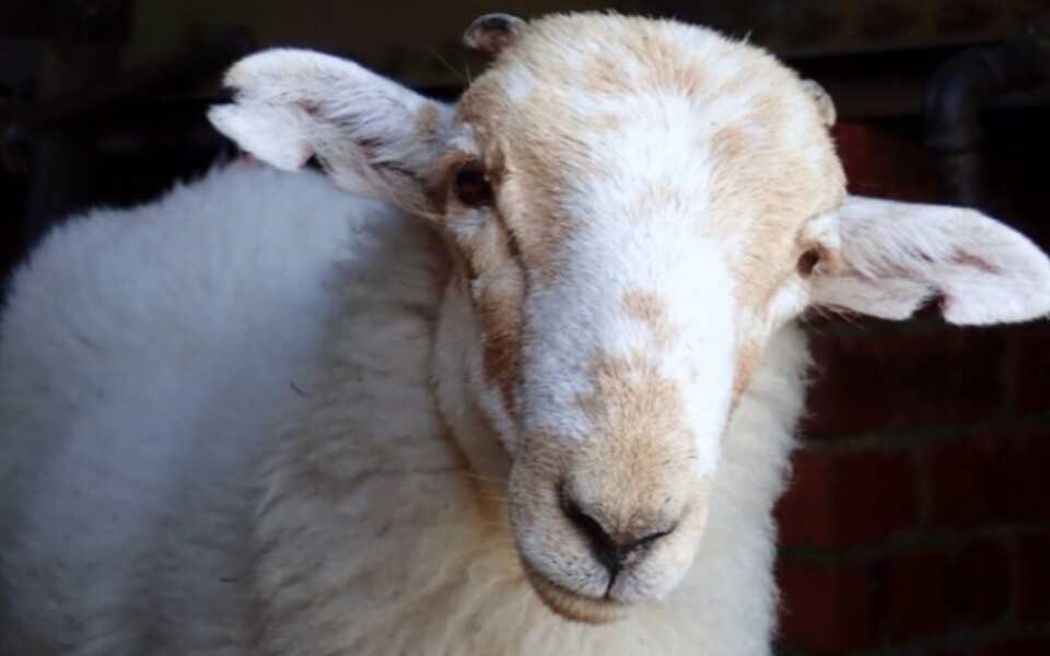 Sheeppox Virus History Traced Across 3,500 Years in Manuscripts