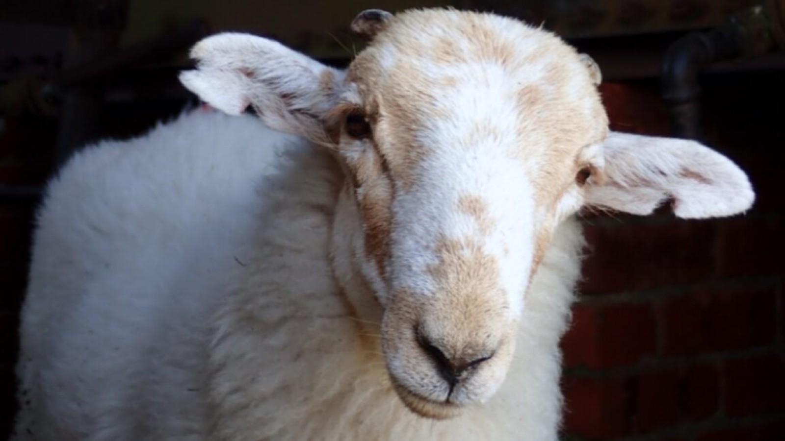 Sheeppox Virus History Traced Across 3,500 Years in Manuscripts