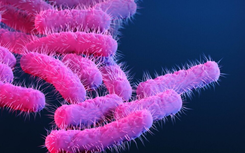 Shigella Vaccine Research Advances After Rare Primate Immune Data