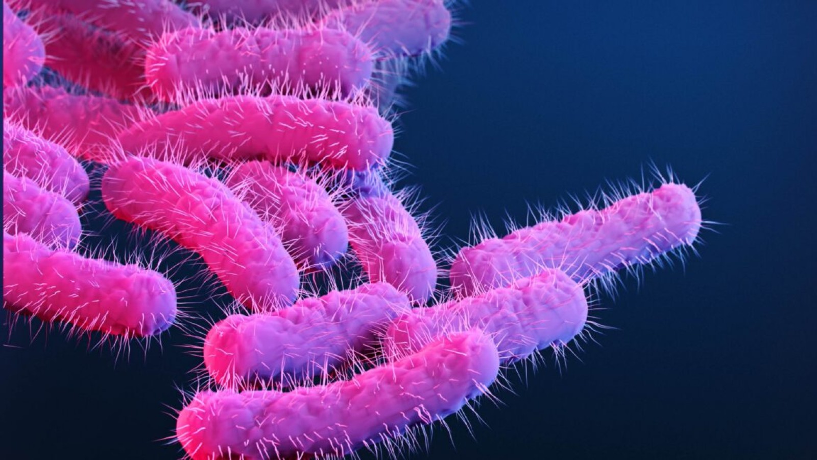 Shigella Vaccine Research Advances After Rare Primate Immune Data