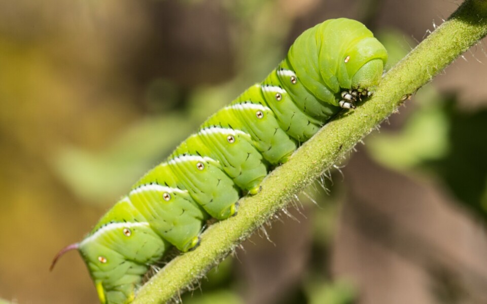 Tobacco Hornworm Caterpillars Hear Predators via Body Hairs