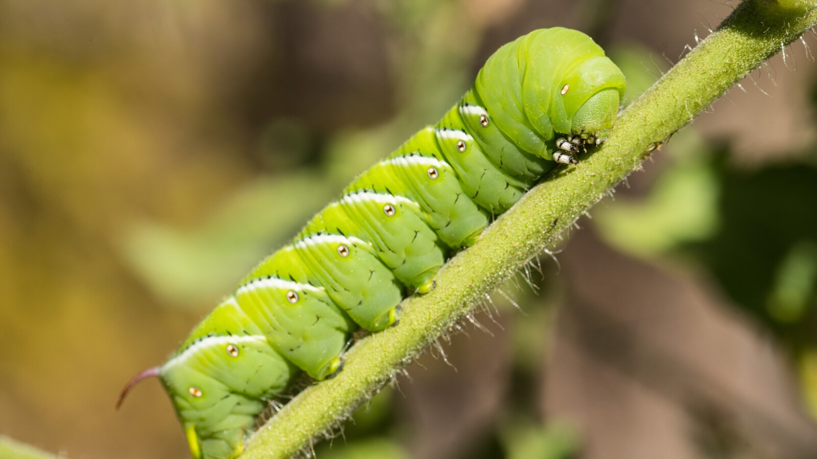 Tobacco Hornworm Caterpillars Hear Predators via Body Hairs